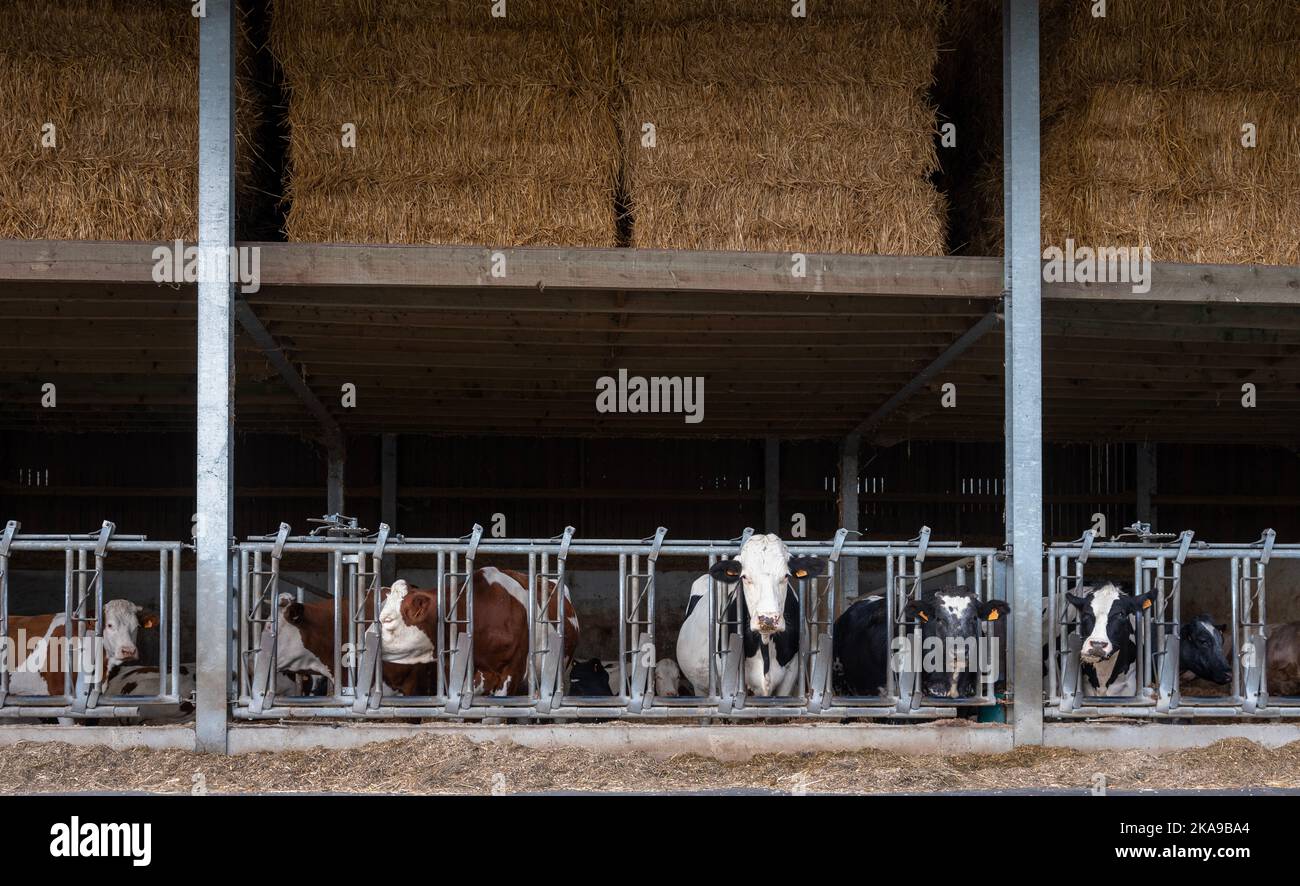 vaches tachetées noires et rouges ou brunes à l'intérieur de la grange sous des balles de foin sur la ferme belge Banque D'Images
