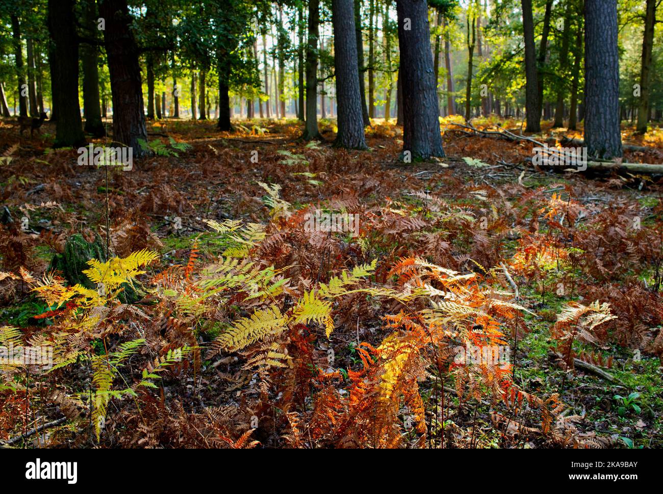 forêt avec sous-croissance des fougères au premier plan en lumière du jour atmosphérique Banque D'Images