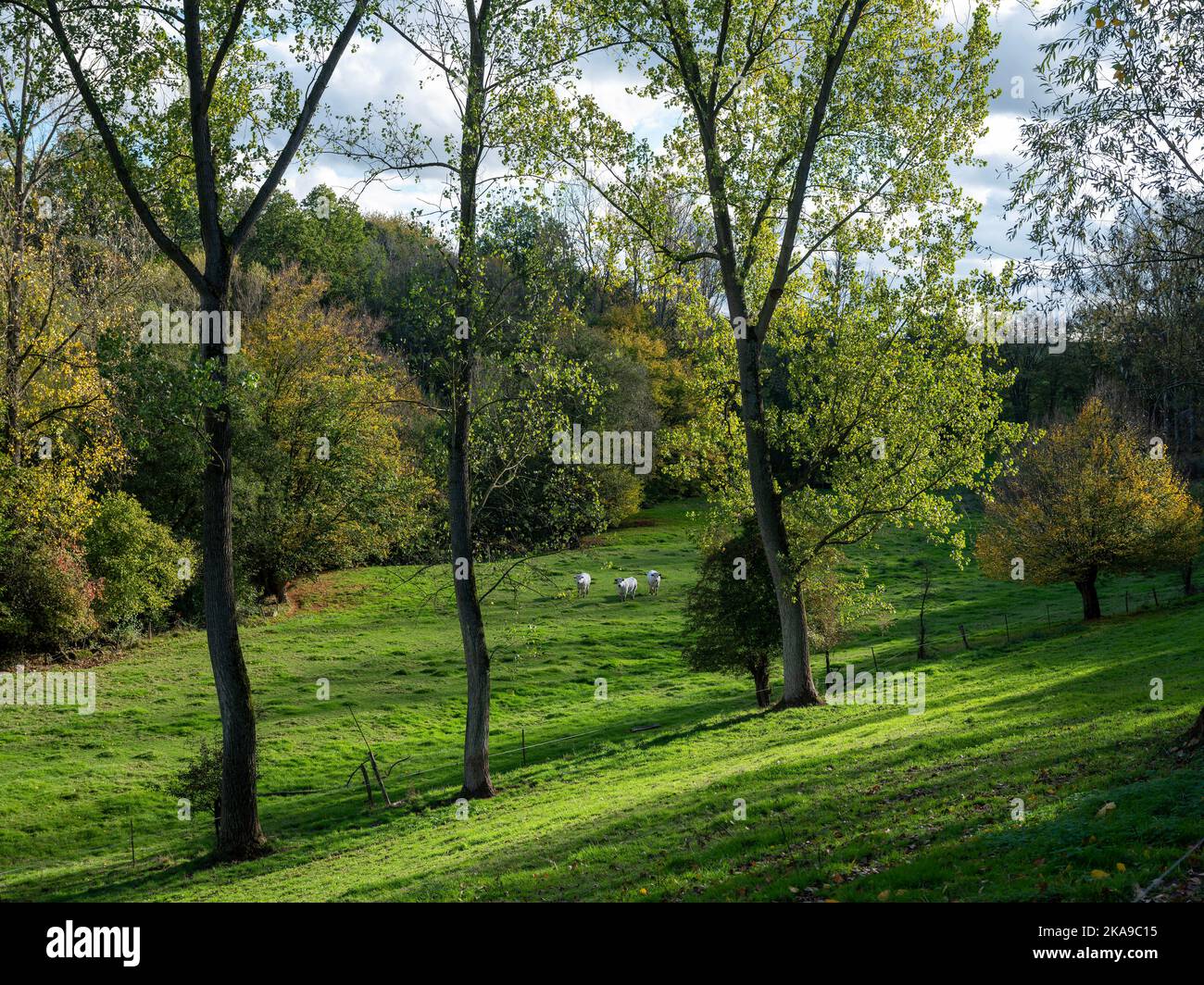 trois vaches blanches dans la vallée entre charleroi et bruxelles dans la campagne d'automne belge Banque D'Images