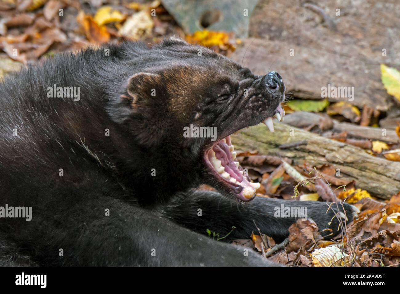 Wolverine / glutton (Gulo gulo) bâillant et montrant la bouche ouverte avec les dents, originaire de la Scandinavie, de l'ouest de la Russie, de la Sibérie, du Canada et de l'Alaska Banque D'Images