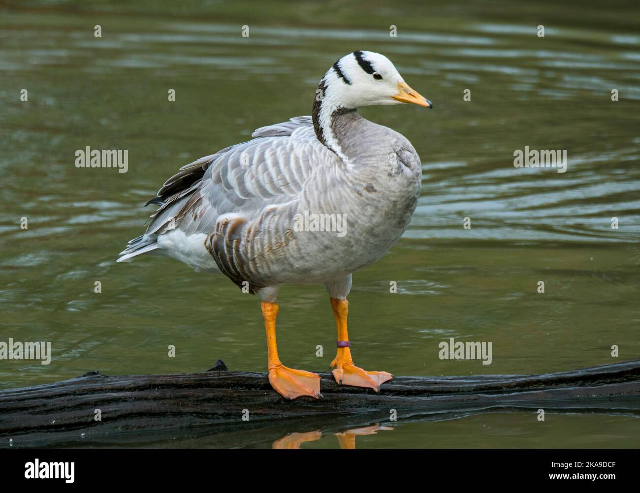 L'oie à tête de bar (Anser indicus / Eulabeia indica) l'un des oiseaux les plus volants au monde, originaire d'Asie, mais introduit des espèces d'oiseaux exotiques en Europe Banque D'Images