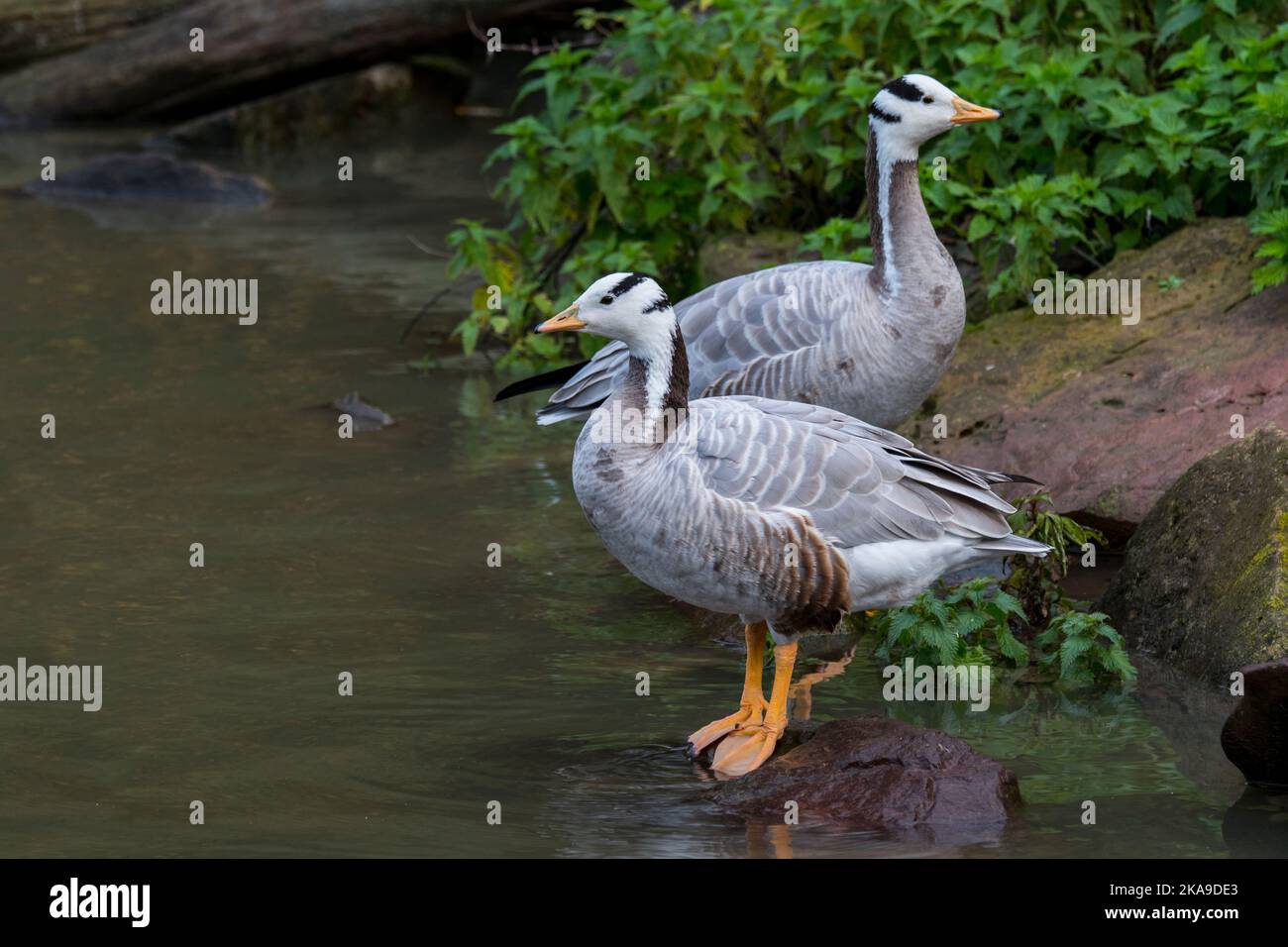 Bernaches à tête de bar (Anser indicus / Eulabeia indica) l'un des oiseaux les plus volants au monde, originaire d'Asie, mais introduit des espèces d'oiseaux exotiques en Europe Banque D'Images