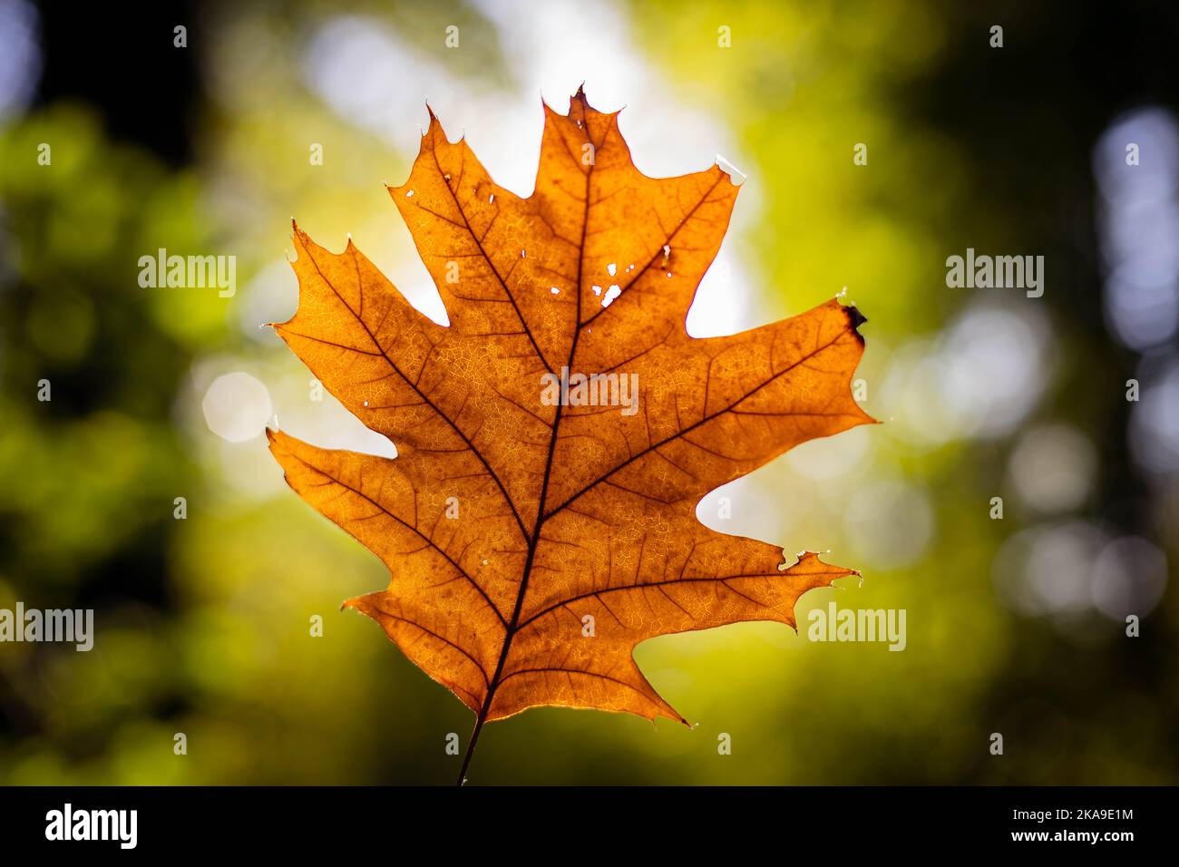 feuille d'automne en plein soleil Banque D'Images