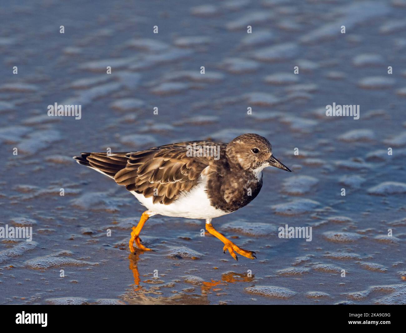 Turnstone Arenaria interpréts se nourrissant de la tideline à Blakeney point Norfolk Banque D'Images