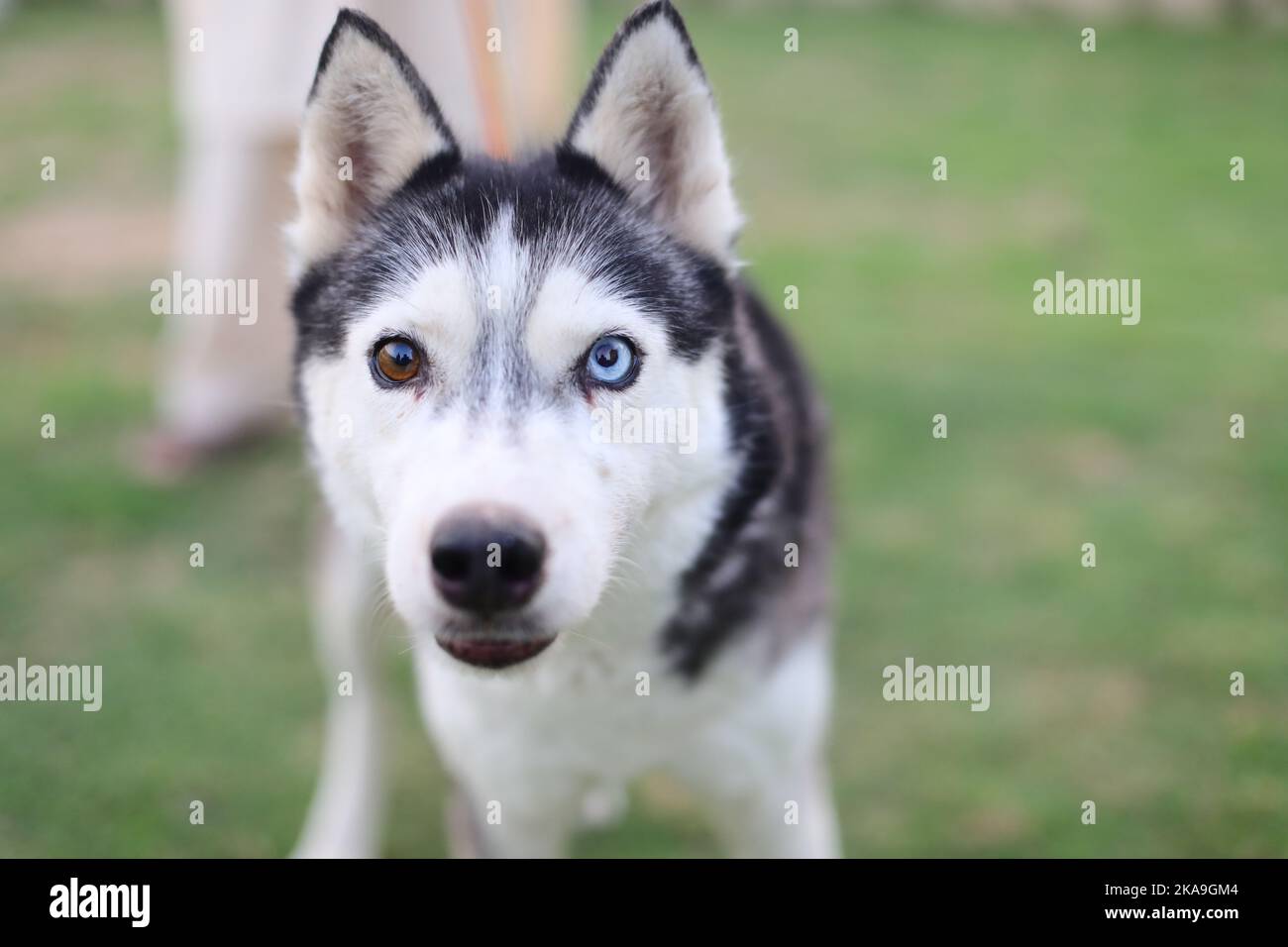 Un gros plan du Husky sibérien sur la pelouse verte du parc. Mise au point sélectionnée. Banque D'Images