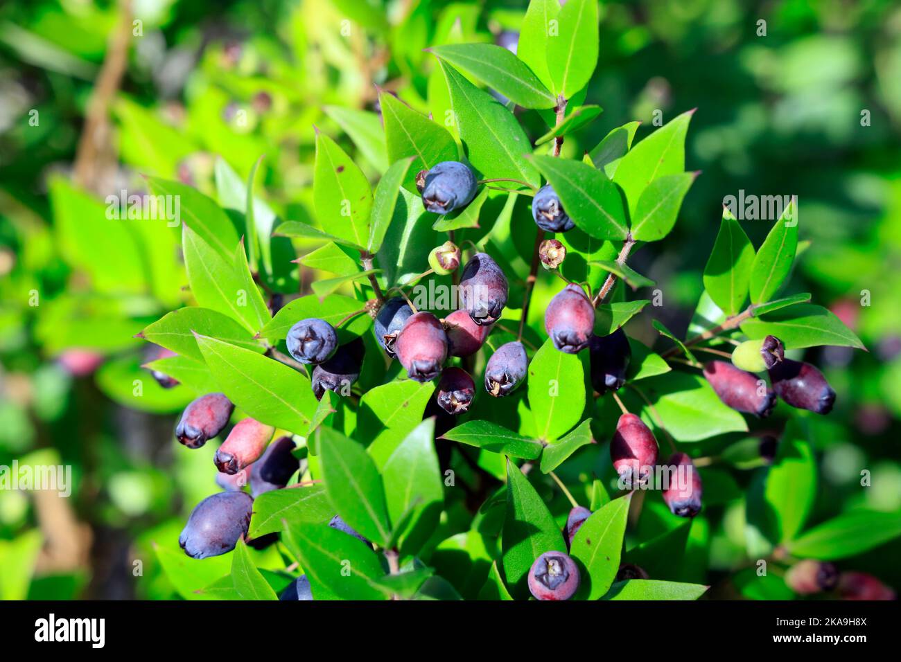 Baies bleues sur une brousse, Cowbridge, pays de Galles du Sud, début de l'automne 2022. Octobre. cym Banque D'Images
