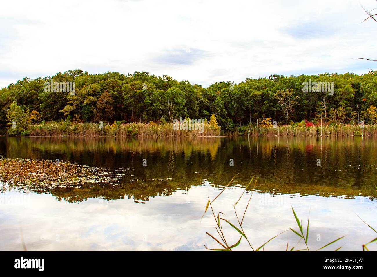 Le beau paysage avec le lac entouré de végétation verte. Banque D'Images Le beau paysage avec le lac entouré de végétation verte. Banque D'Images