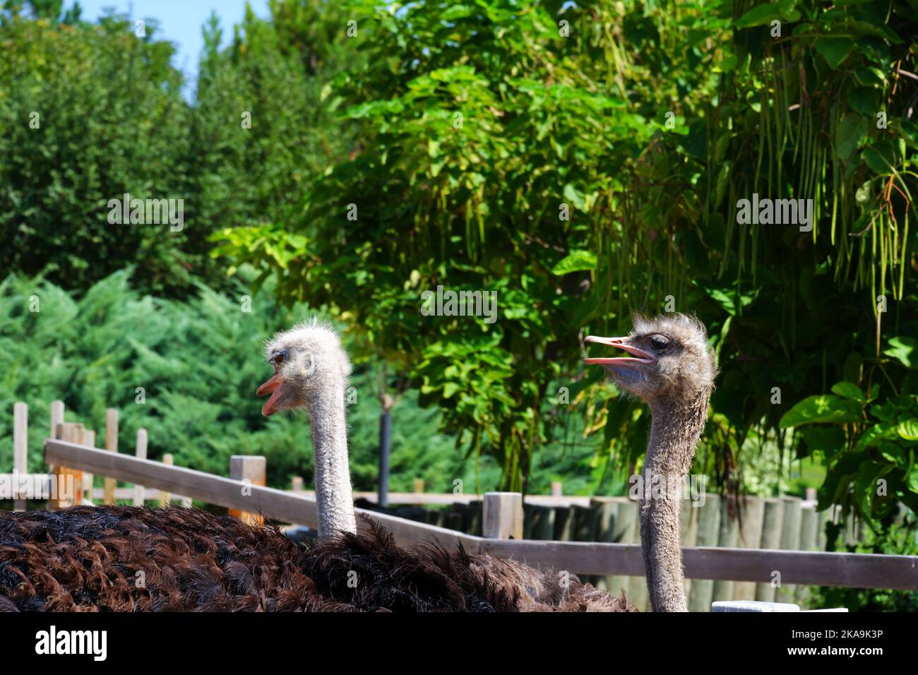 Tête d'oiseau d'autruche et bec avec arbres verts à l'arrière-plan Banque D'Images