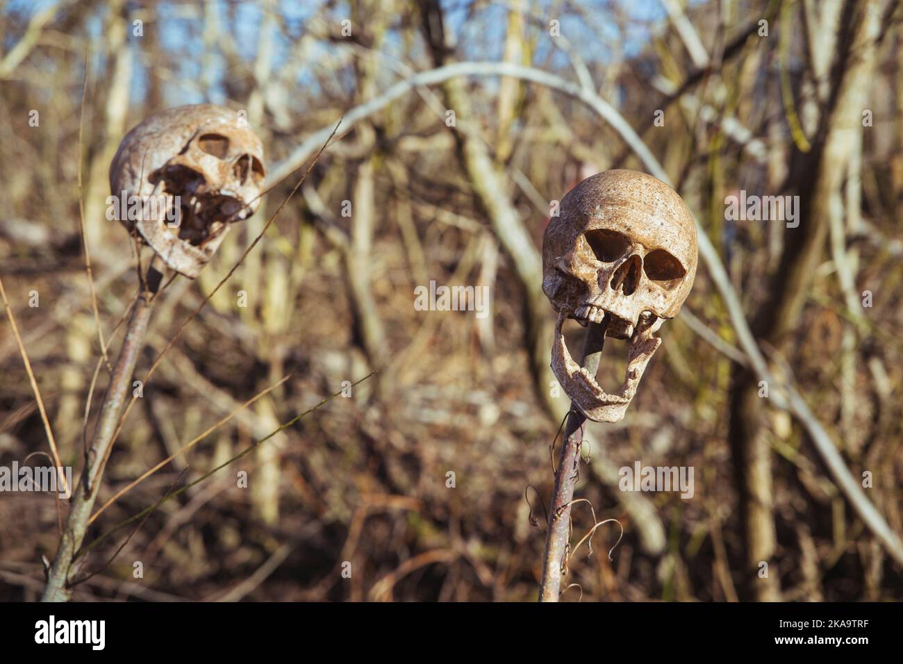 Vieux crânes humains sur les branches de la forêt Banque D'Images