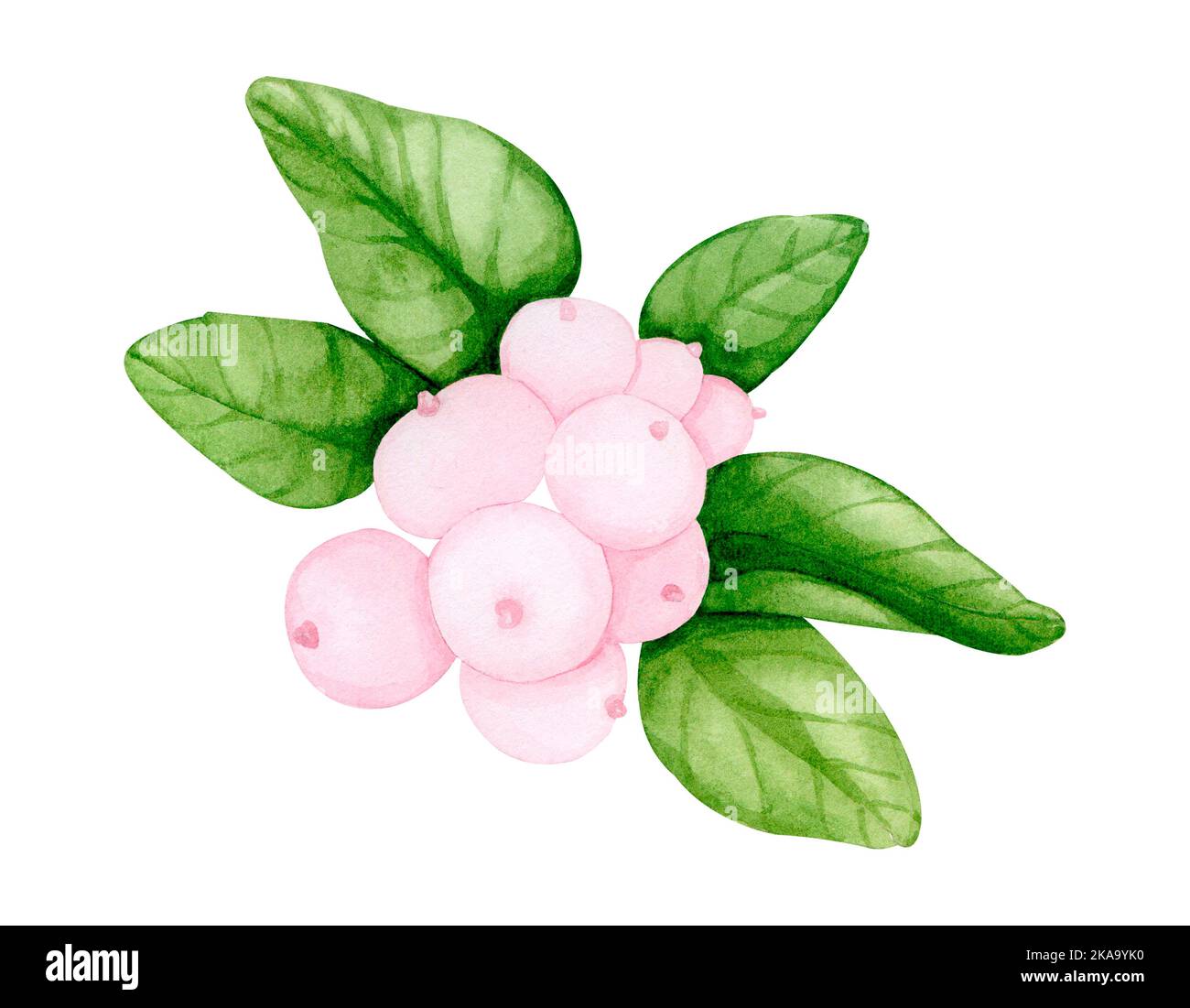 Branche avec baies de neige. Illustration aquarelle de baies roses. Plante ornementale et médicinale Snowberry. Banque D'Images