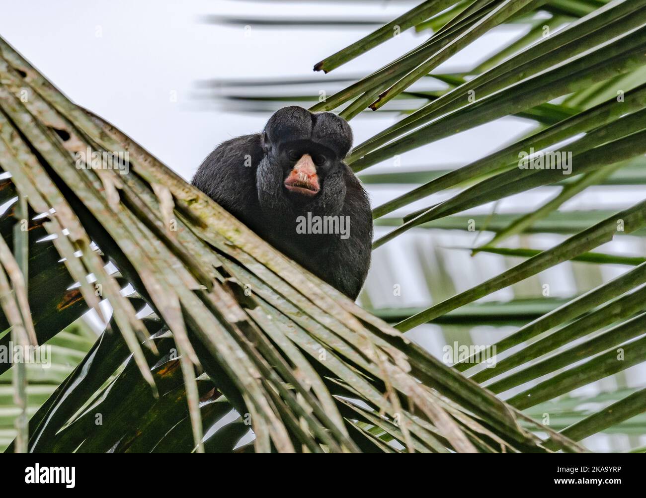 Un saki sauvage à nez blanc (Chiropotes albinasus), une espèce de singe Saki barbu, assis au sommet d'un palmier dans la forêt amazonienne. Pará, Brésil. Banque D'Images