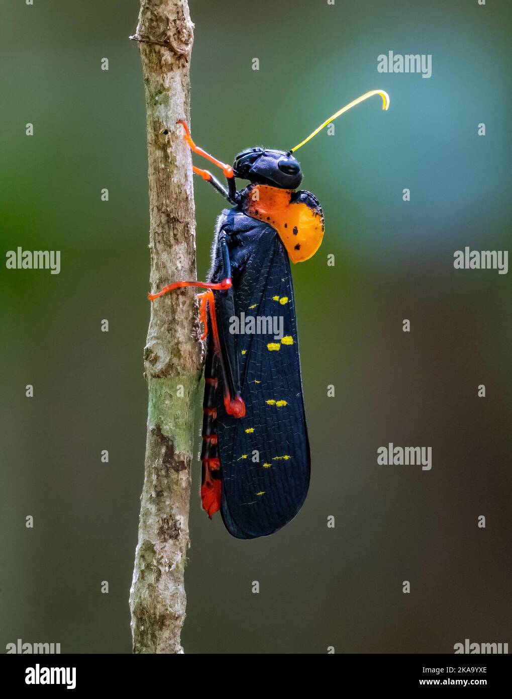 Un cabas à cornes courtes et coloré (Monachidium lunum) sur un bâton. Manaus, État d'Amazonas, Brésil. Banque D'Images