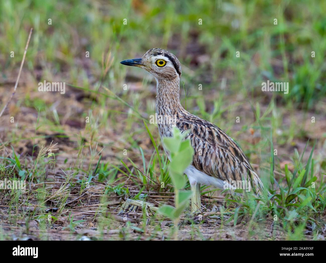 Un genou épais à double bande (Burhinus bistriatus) dans la nature. Boa Vista, Roraima State, Brésil. Banque D'Images