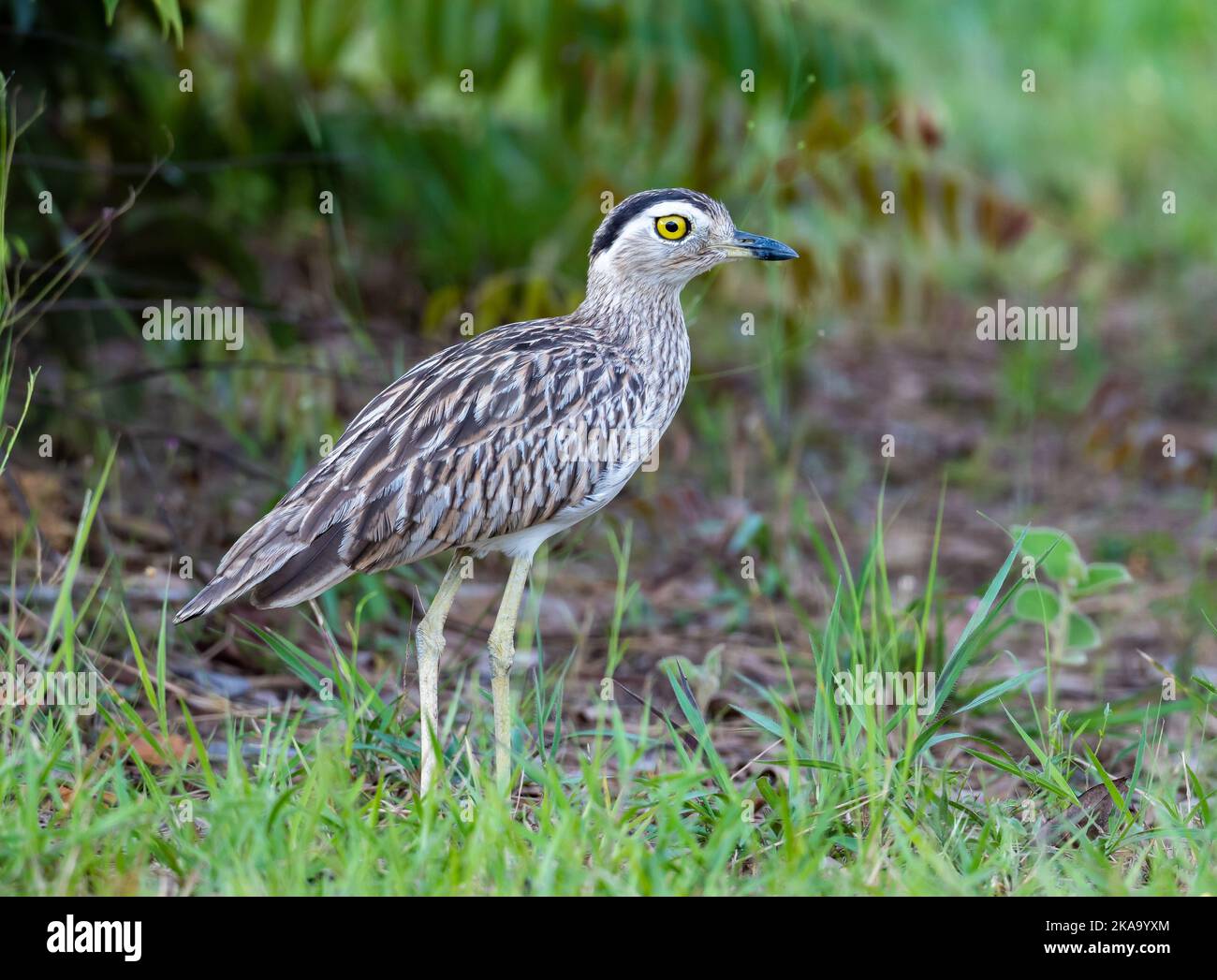 Un genou épais à double bande (Burhinus bistriatus) dans la nature. Boa Vista, Roraima State, Brésil. Banque D'Images