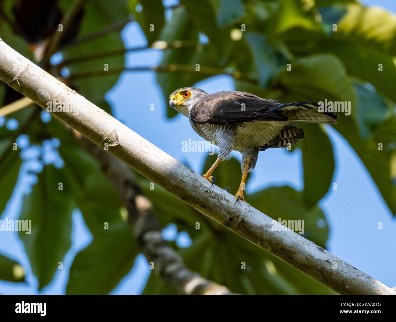Un petit faucon sauvage (Microspizias superciliosus) debout sur une branche. Roraima, Brésil. Banque D'Images