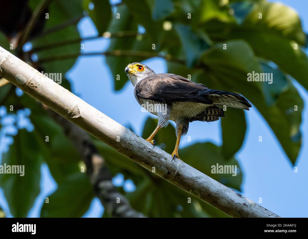 Un petit faucon sauvage (Microspizias superciliosus) debout sur une branche. Roraima, Brésil. Banque D'Images