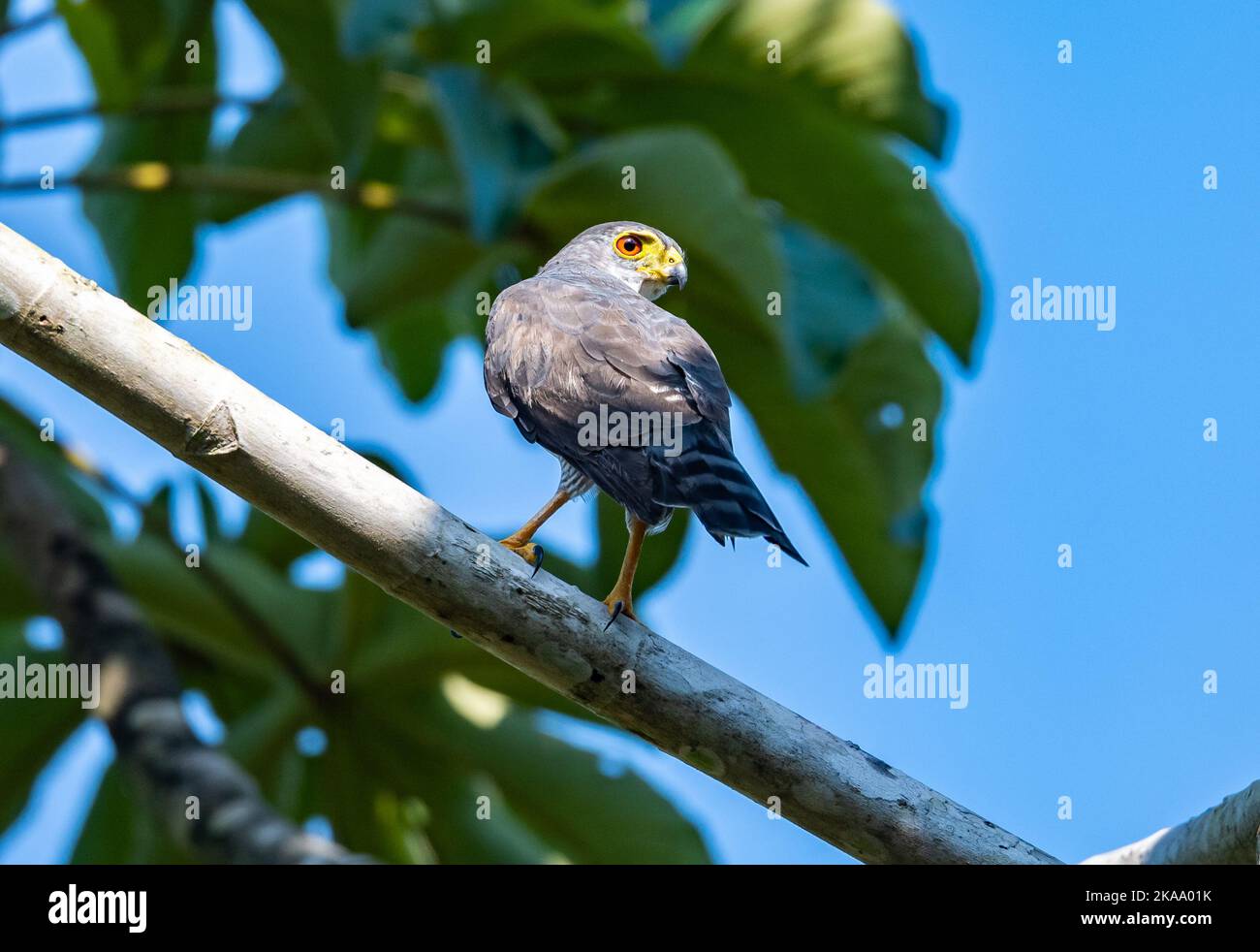Un petit faucon sauvage (Microspizias superciliosus) debout sur une branche. Roraima, Brésil. Banque D'Images