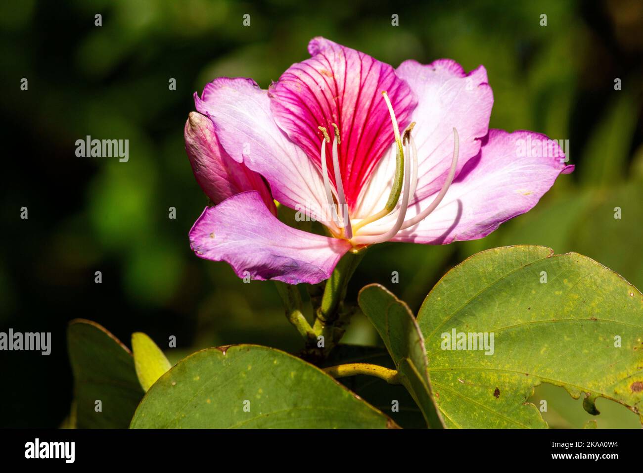 Gros plan de l'Orchid Tree (Bauhinia Variegata Purpurea) à Sydney, Nouvelle-Galles du Sud, Australie (photo de Tara Chand Malhotra) Banque D'Images