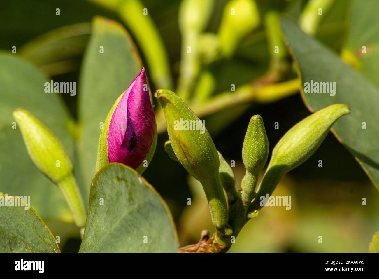 Gros plan de l'Orchid Tree (Bauhinia Variegata Purpurea) à Sydney, Nouvelle-Galles du Sud, Australie (photo de Tara Chand Malhotra) Banque D'Images