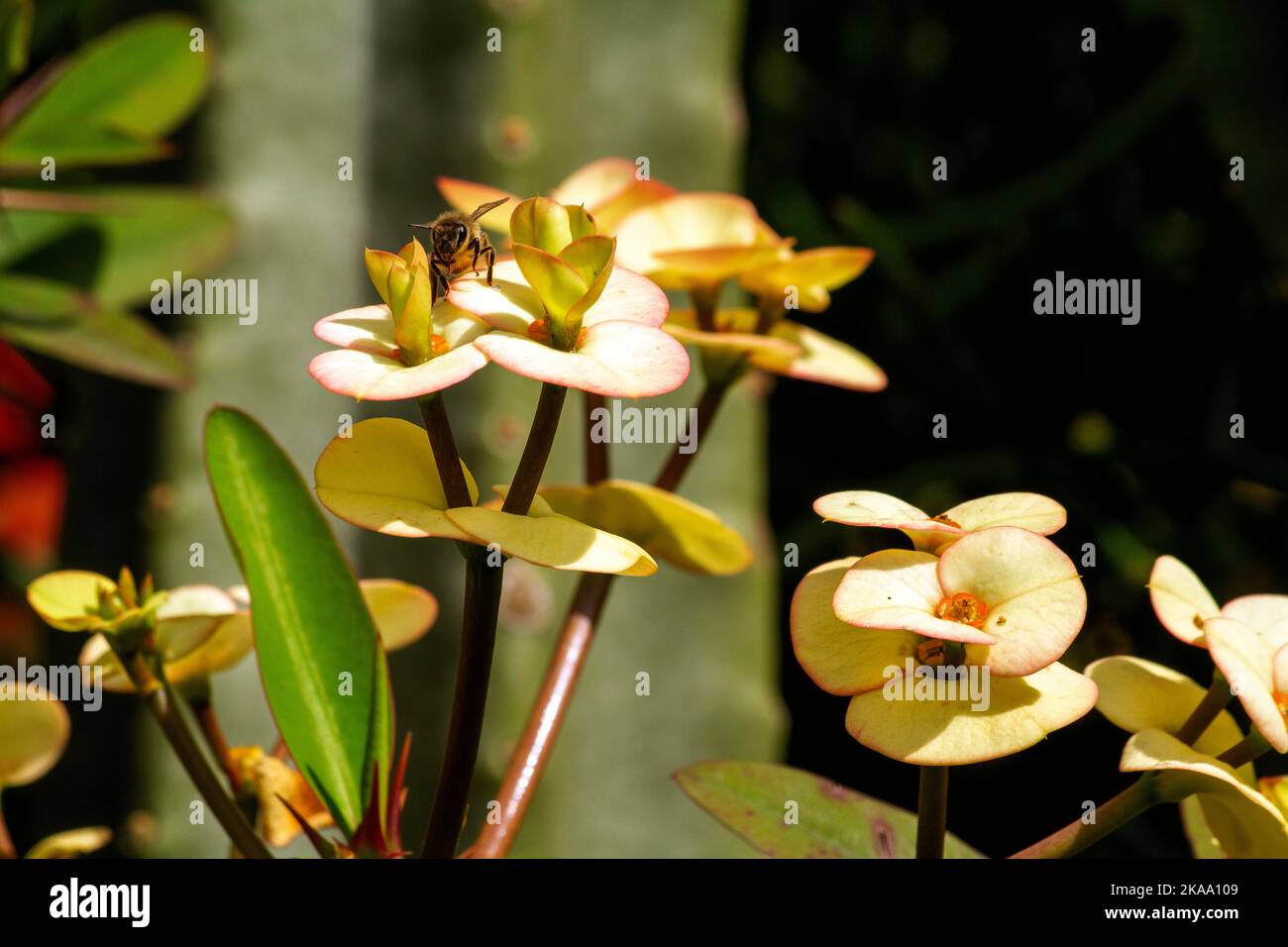 Une abeille sur la fleur jaune du Christ Thorn (Euphorbia Milli Desmoul) à Sydney, Nouvelle-Galles du Sud, Australie (photo de Tara Chand Malhotra) Banque D'Images