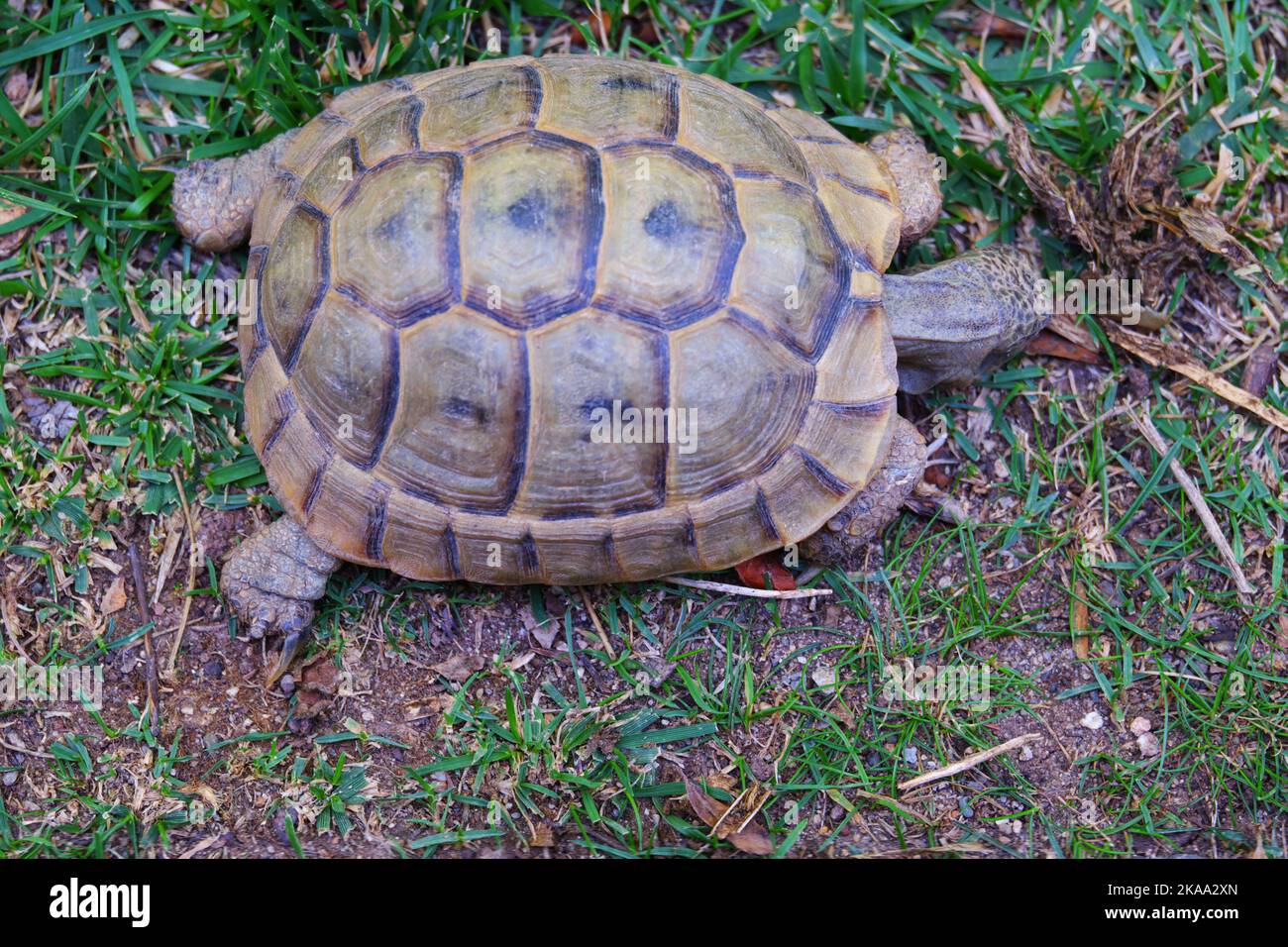 Tortue terrestre européenne se déplaçant sur l'herbe à l'ombre Banque D'Images