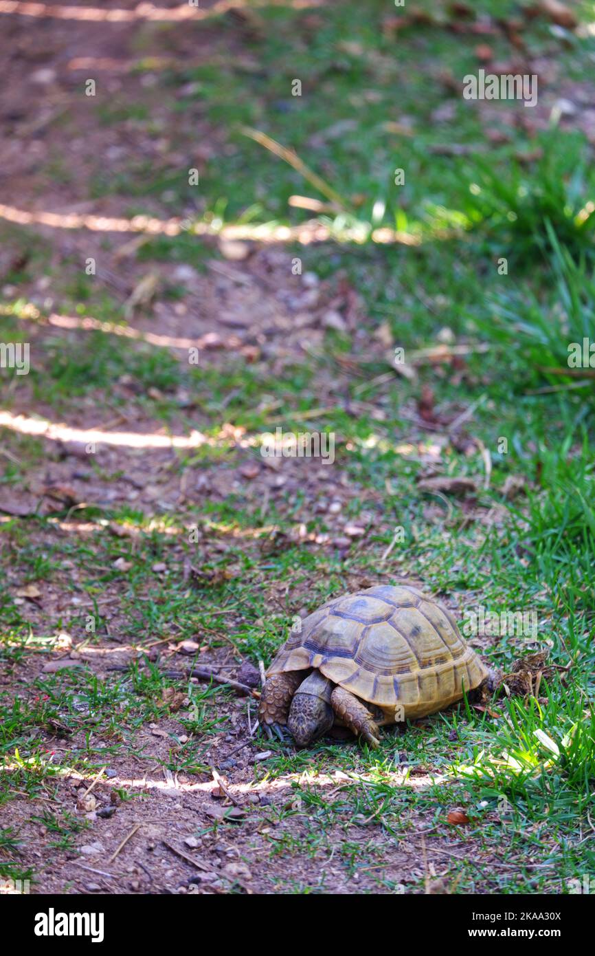 Tortue terrestre européenne se déplaçant sur l'herbe à l'ombre Banque D'Images