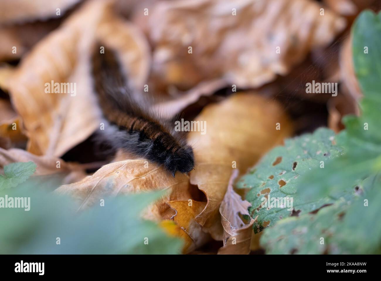 Chenille de Fox Moth (Macrothylacia rubi). Banque D'Images