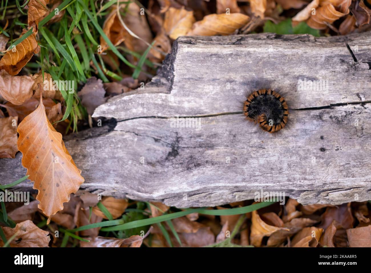 Chenille de Fox Moth (Macrothylacia rubi). Banque D'Images
