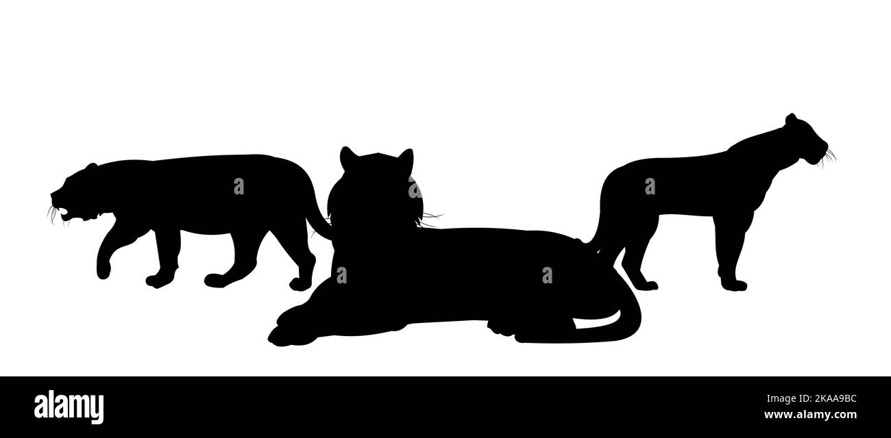 Troupeau de lions avec chef, homme et femme. Prédateurs animaux sauvages. Silhouette. Isolé sur fond blanc. Vecteur Illustration de Vecteur