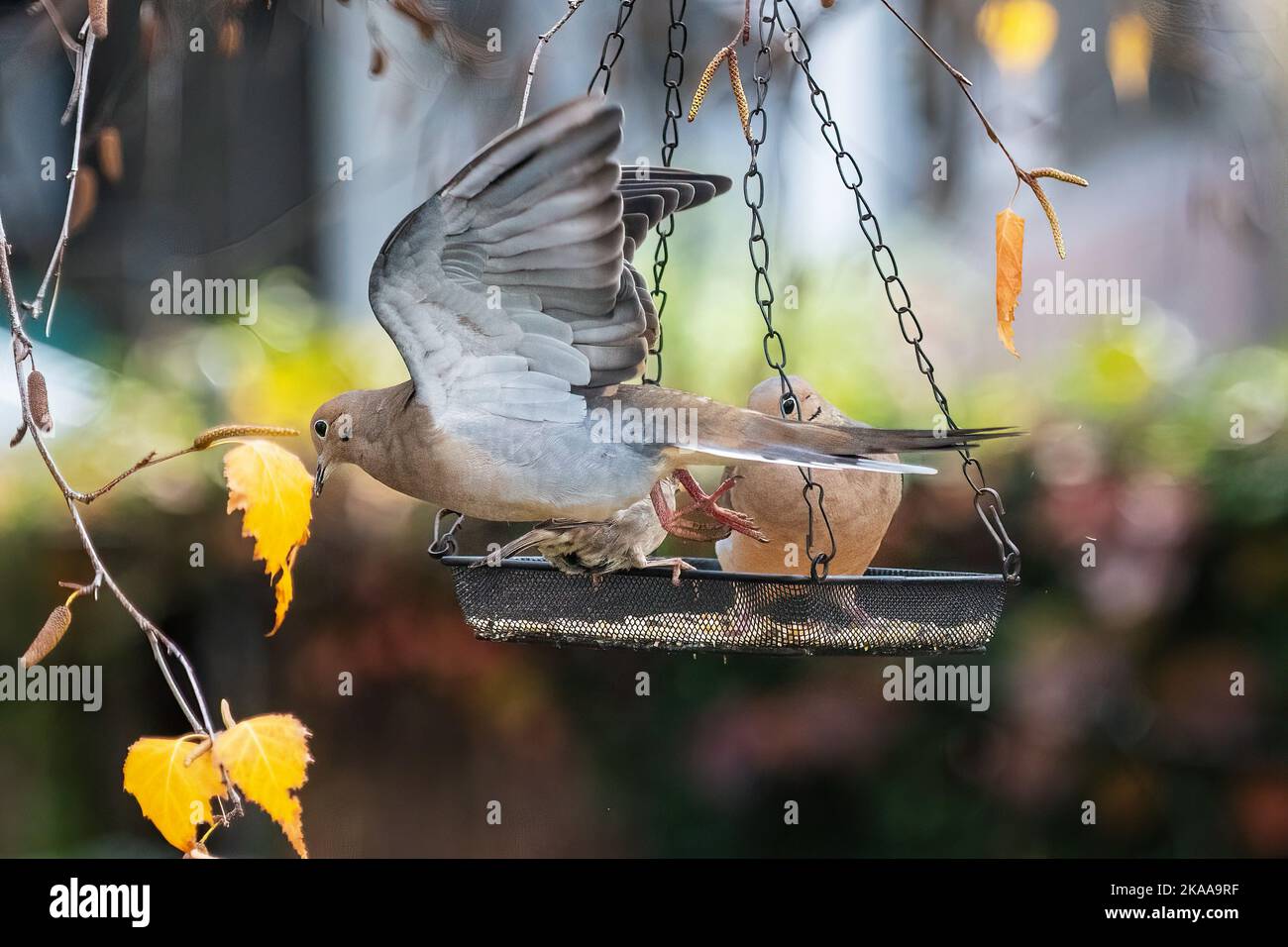 Un vol de colombe en deuil à l'oiseau en automne Banque D'Images