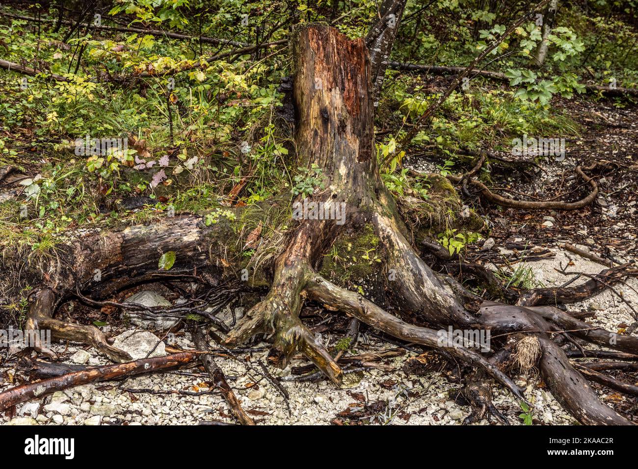 Troncs d'arbres morts, jour de la pluie, lac glaciaire Bohinj, parc national Triglav, vallée de Bohinj, Haute Carniola, Slovénie Banque D'Images