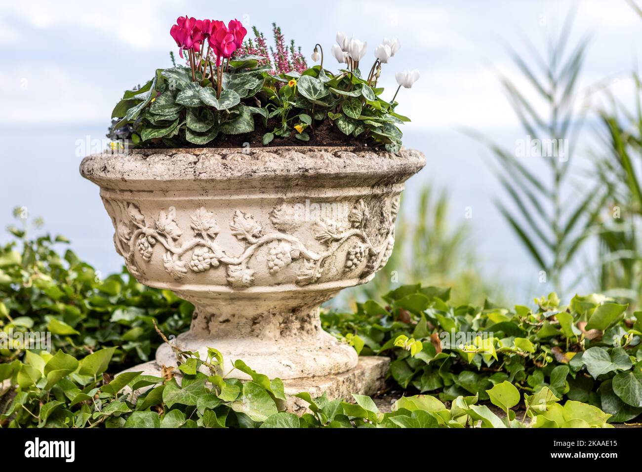 Cyclamen dans un conteneur, Lungomare, Franz Joseph Promenade, Opatija, Croatie Banque D'Images