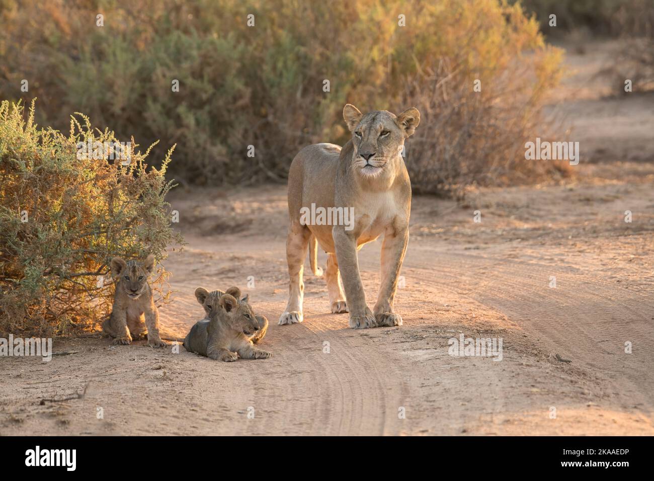 Trois petits oursons de lion (Panthera leo), âgés d'environ 6-8 semaines, étant gardés par leur mère Banque D'Images
