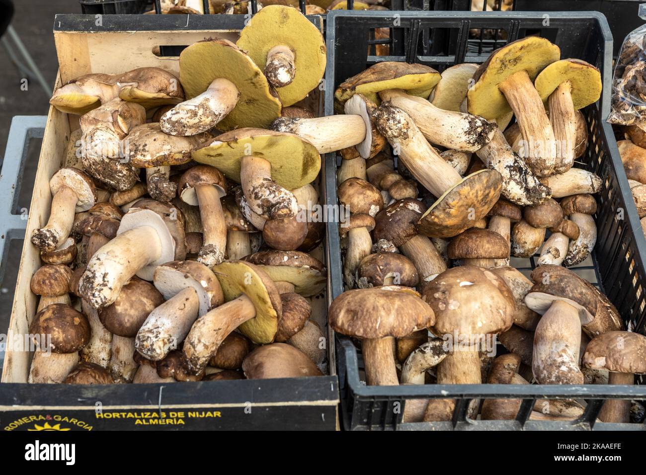 Le champignon Boletus, roi de la forêt, marché alimentaire et végétal, Rovinj, Croatie Banque D'Images