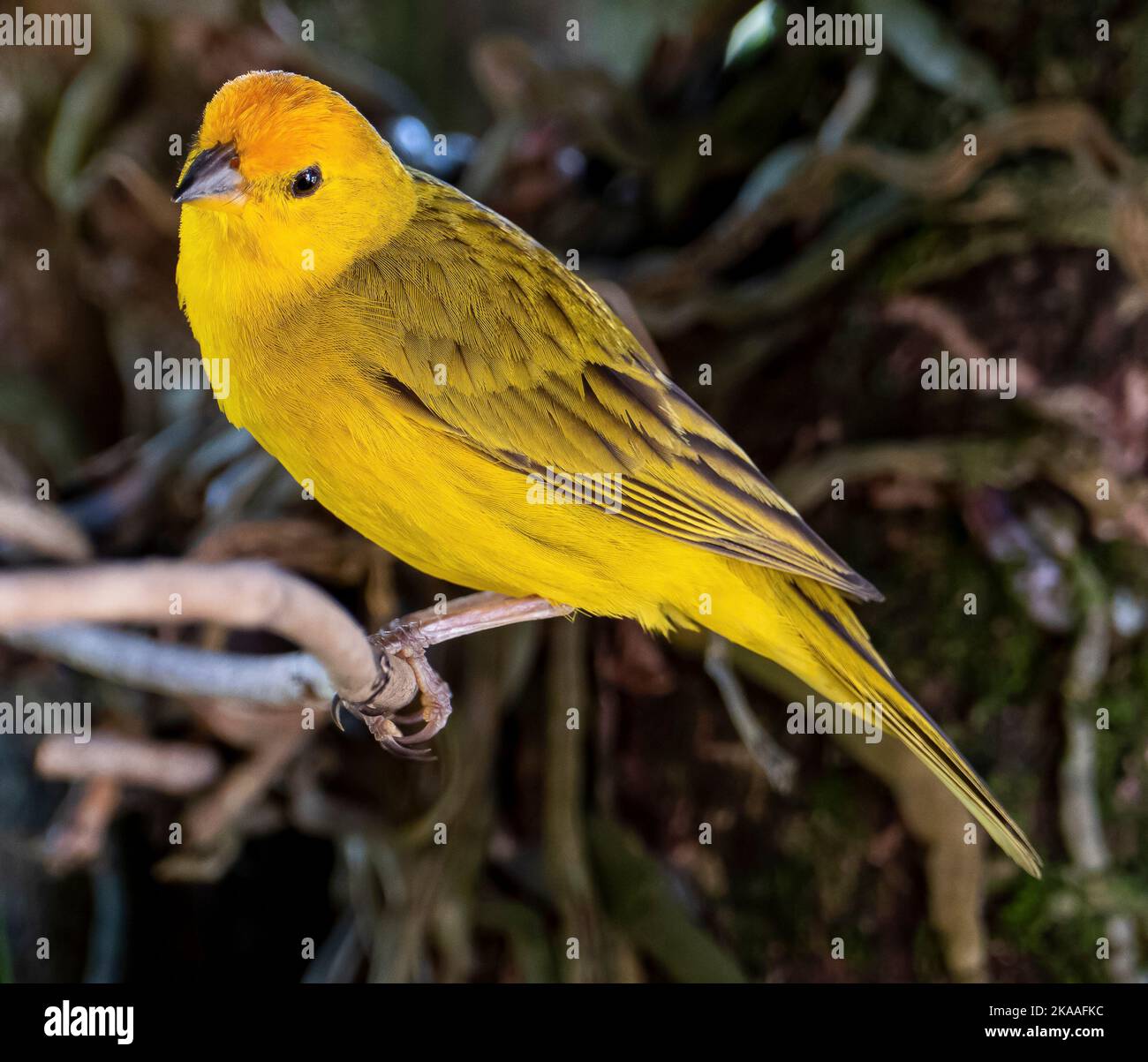 Canari atlantique, un petit oiseau sauvage brésilien. Le Crithagra flaviventris jaune canari est un petit oiseau de passereau de la famille finch. Banque D'Images