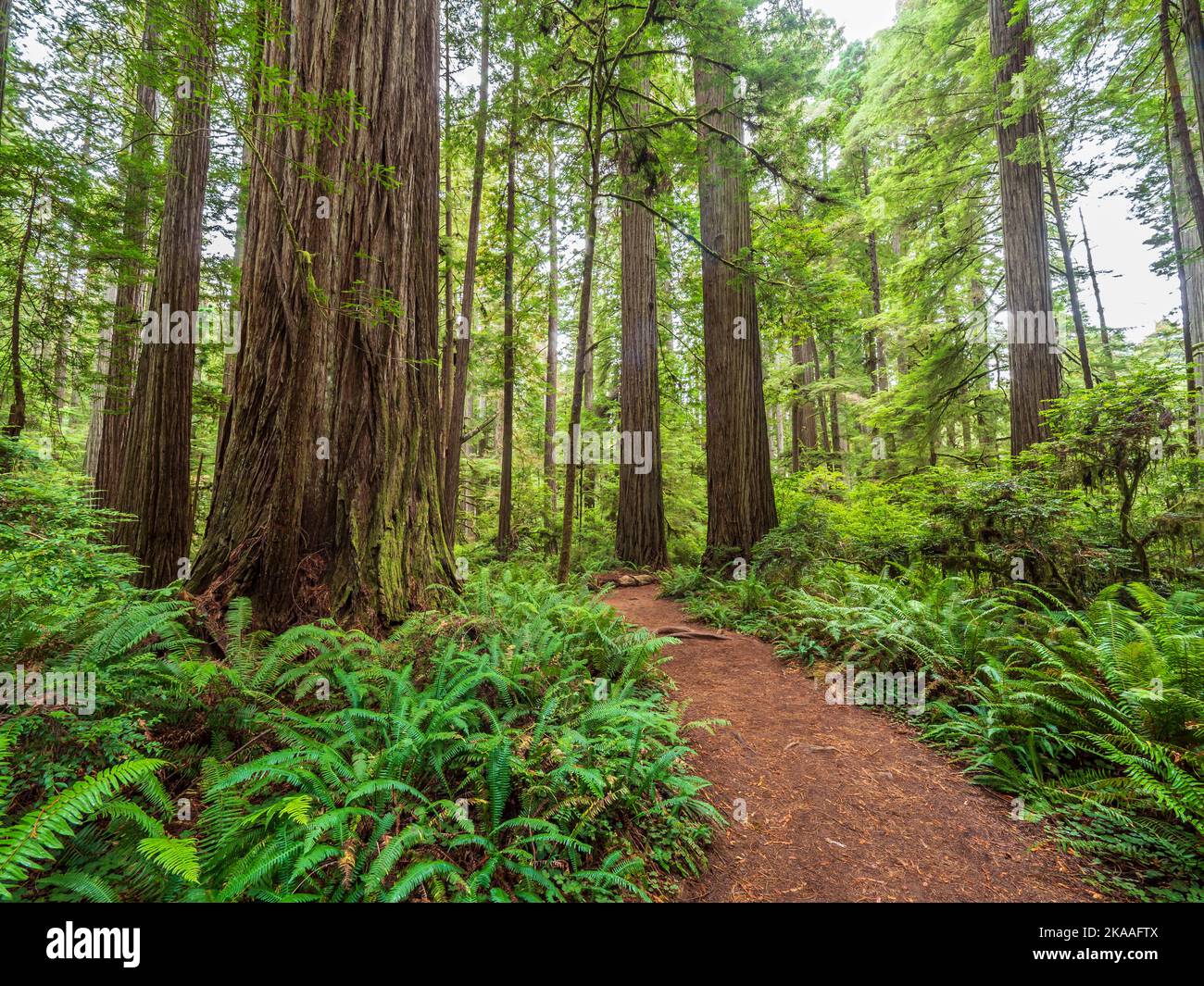 Séquoias du sentier de scout de garçon, parc national Jedediah Smith Redwoods, parc national de Redwood près de Crescent City, Californie. Banque D'Images