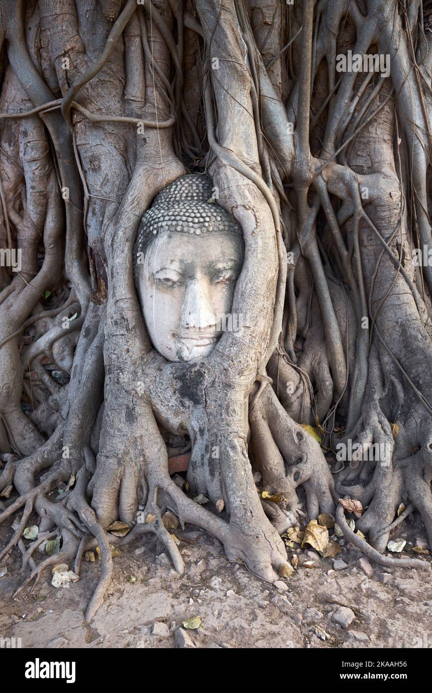 Bouddhas tête dans les racines d'un arbre Bodhi à Wat Mahathat dans le parc historique d'Ayutthaya à Ayutthaya Thaïlande Banque D'Images