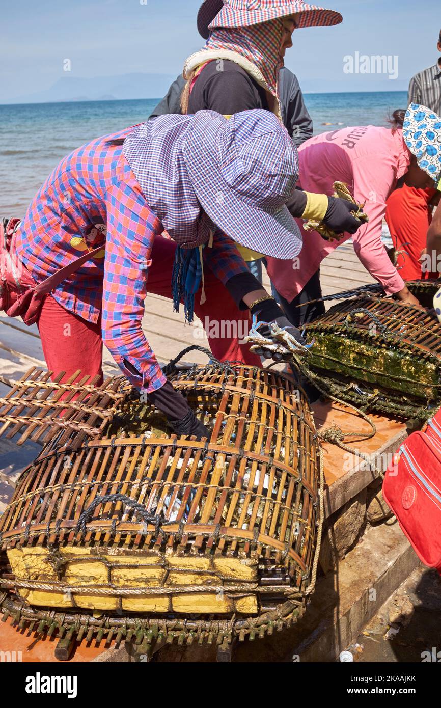 Femmes locales triant les pots de crabe au marché de crabe du village de pêcheurs à Kep Cambodge Banque D'Images