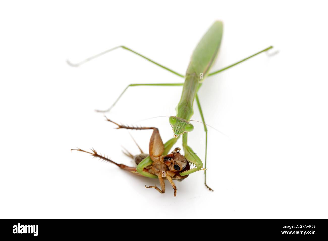 Priant des mantis attrapant une proie, un cricket. Isolé sur fond blanc Banque D'Images