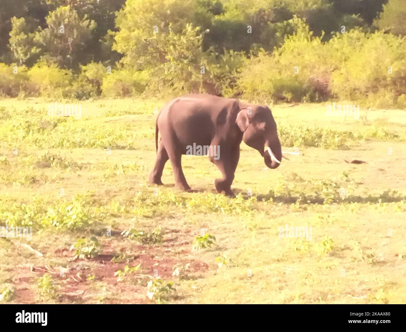 Éléphants de Sri Lanka. Visite Sri Lanka Banque D'Images