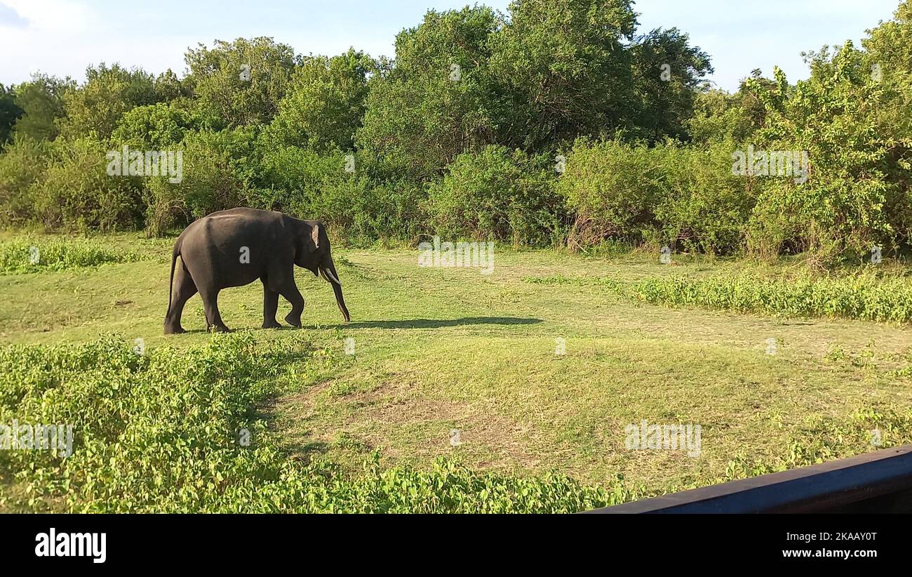 Éléphants de Sri Lanka. Visite Sri Lanka Banque D'Images