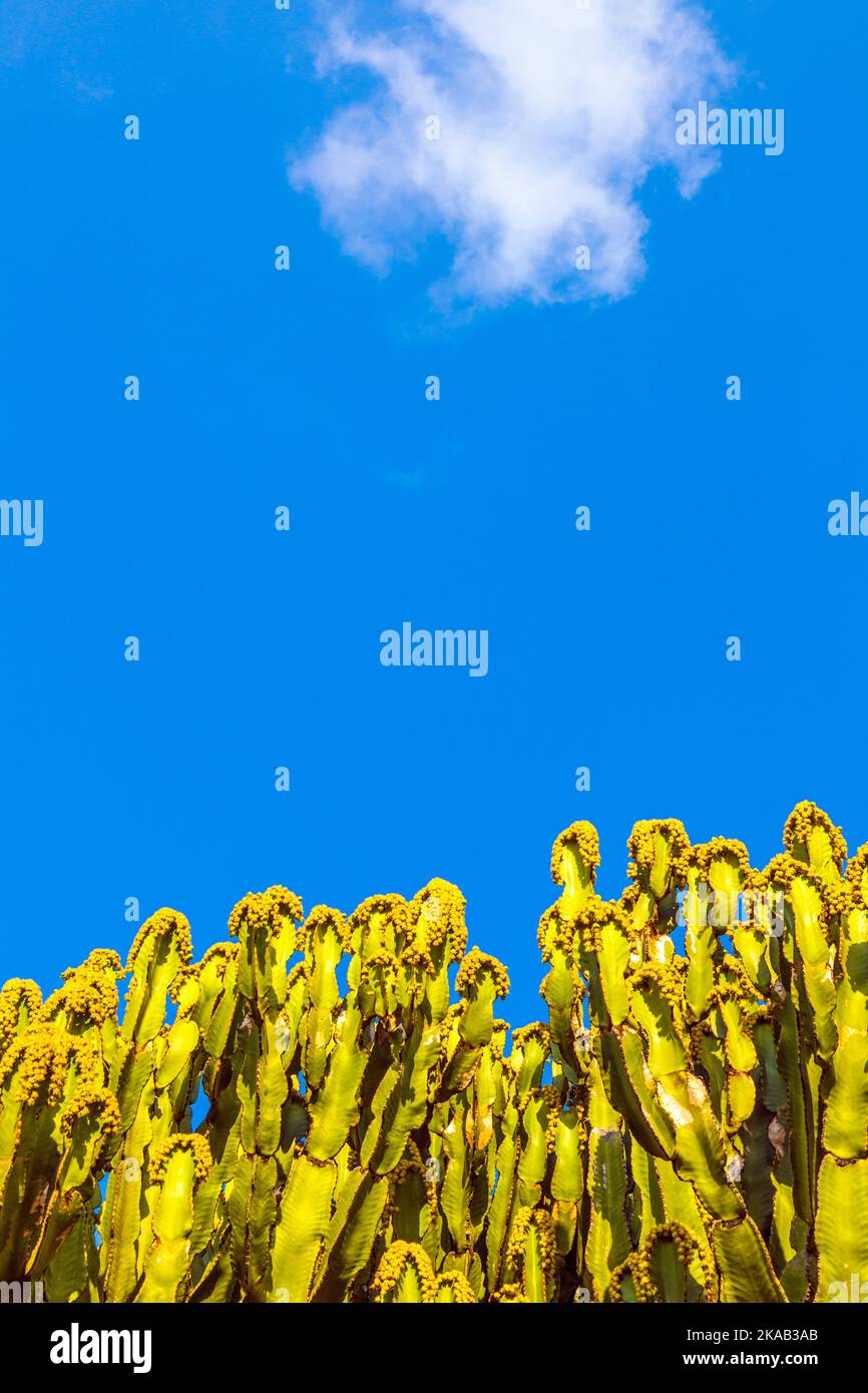 cactus aux poires aux fruits Banque D'Images