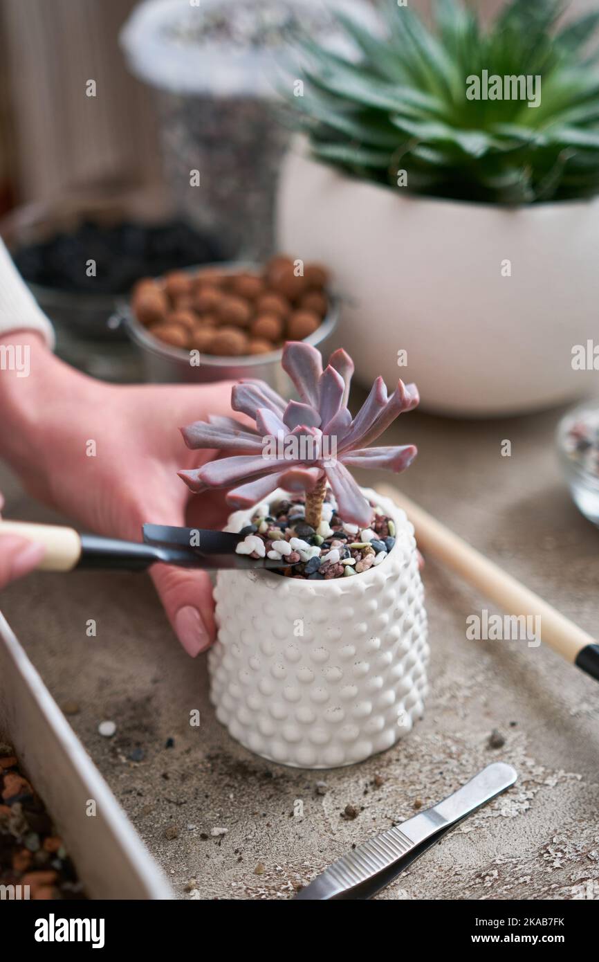 Echeveria succulent plante en pot en céramique blanche Banque D'Images