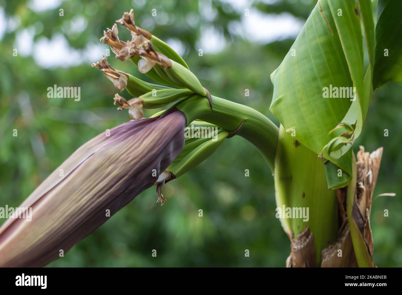 Une plante de banane avec des pointes de fleur et quelques petits pains de bananes gros plan. Banque D'Images