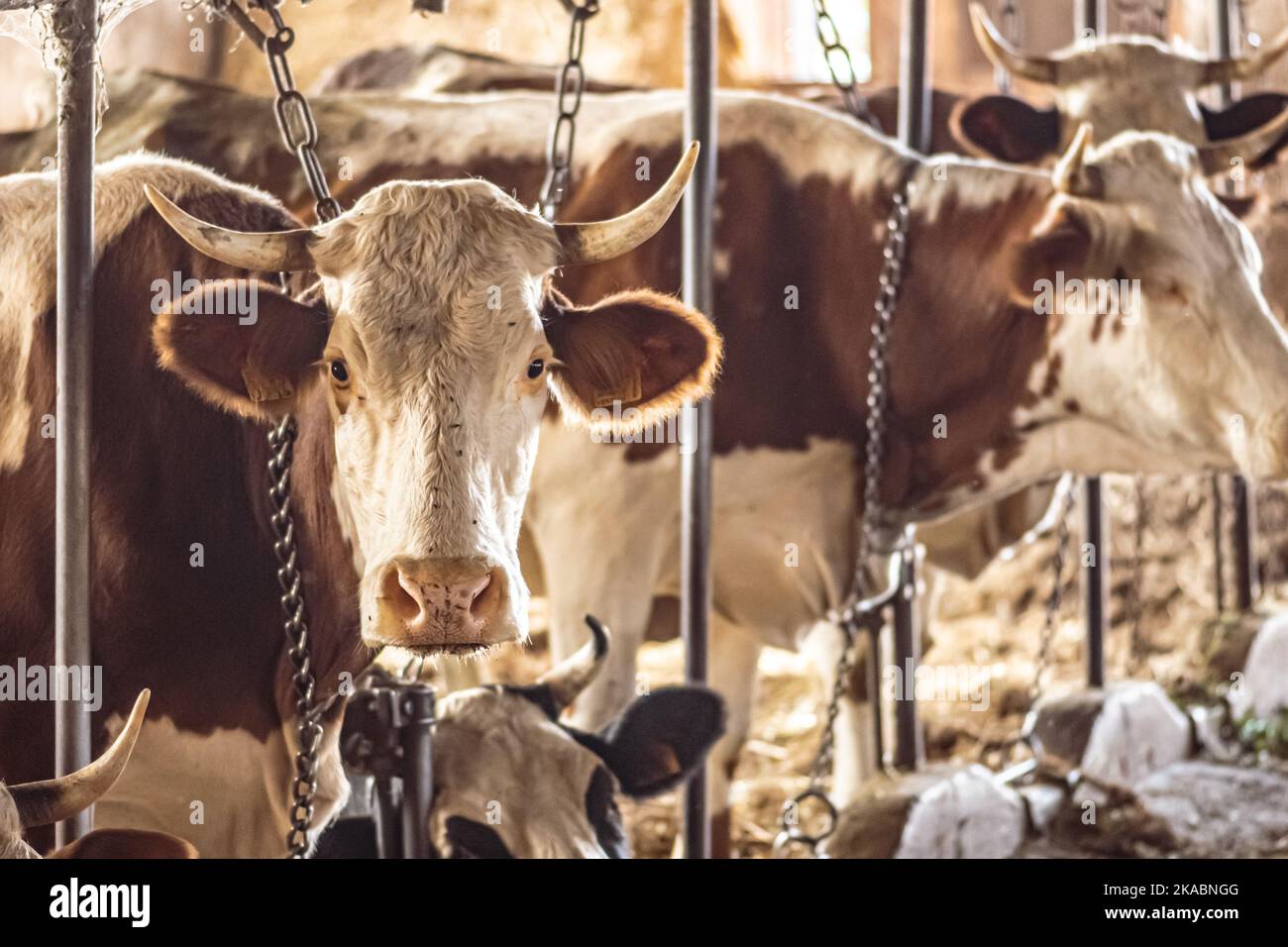 Élevage intensif de vaches dans une rangée exploitée pour la production ...