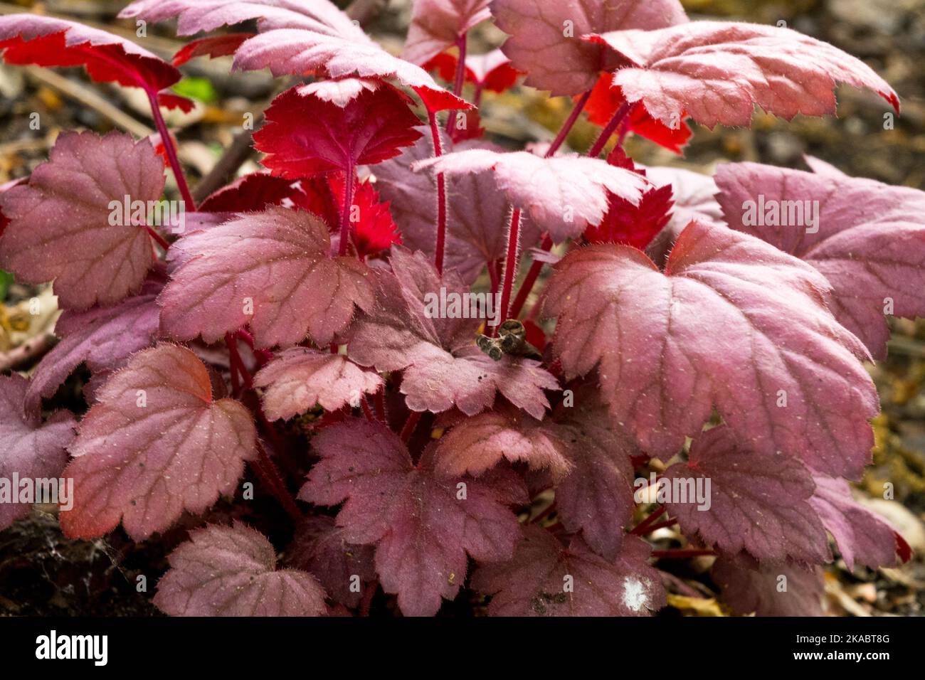 Heuchera feuilles Heuchera 'Soda de raisin' Heuchera jardin feuillage Heucheras plante Herbaceous Tuft Banque D'Images