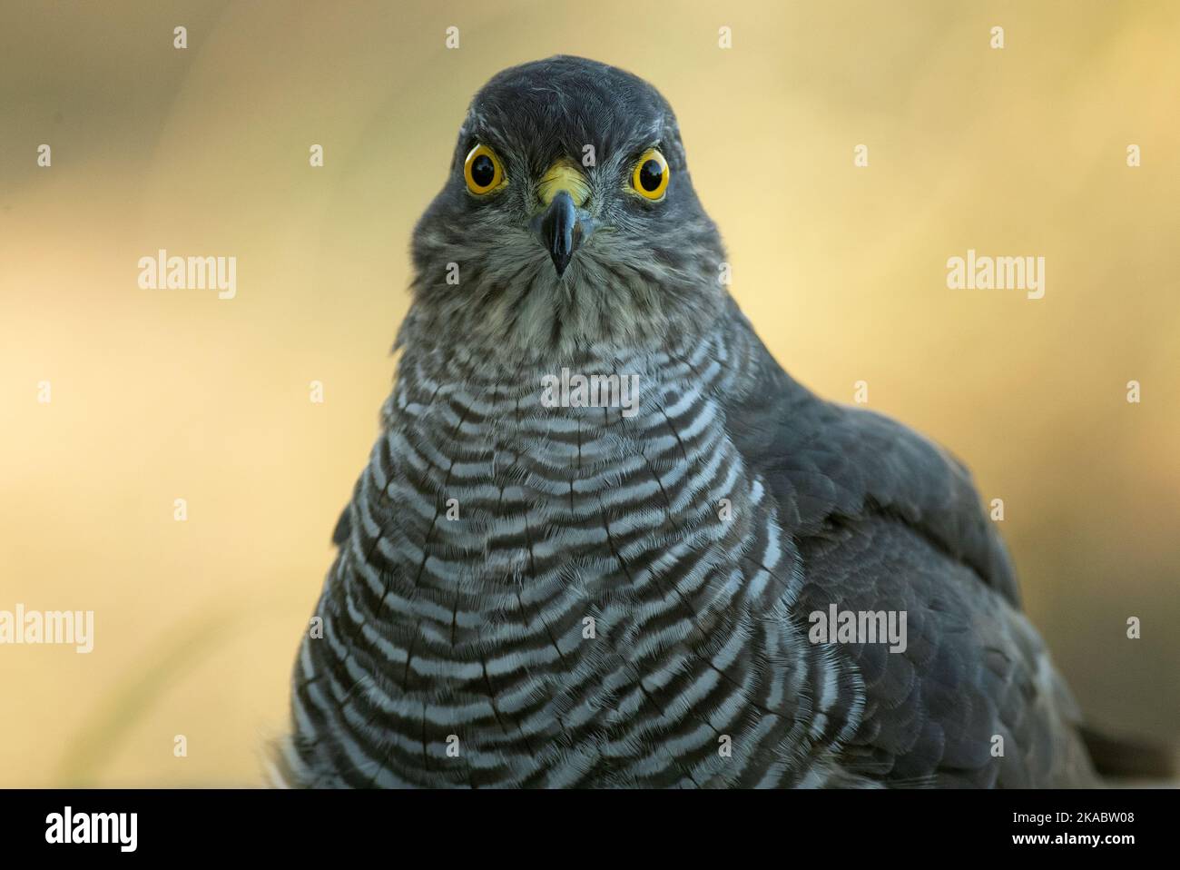 Détail d'un jeune homme eurasien faucon de moineau baignade et de boire dans une source naturelle dans une forêt méditerranéenne avec les dernières lumières d'un automne Banque D'Images