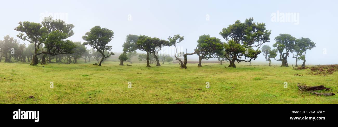Panorama vert de la forêt sur l'île de Madère - Fanal, Portugal Banque D'Images