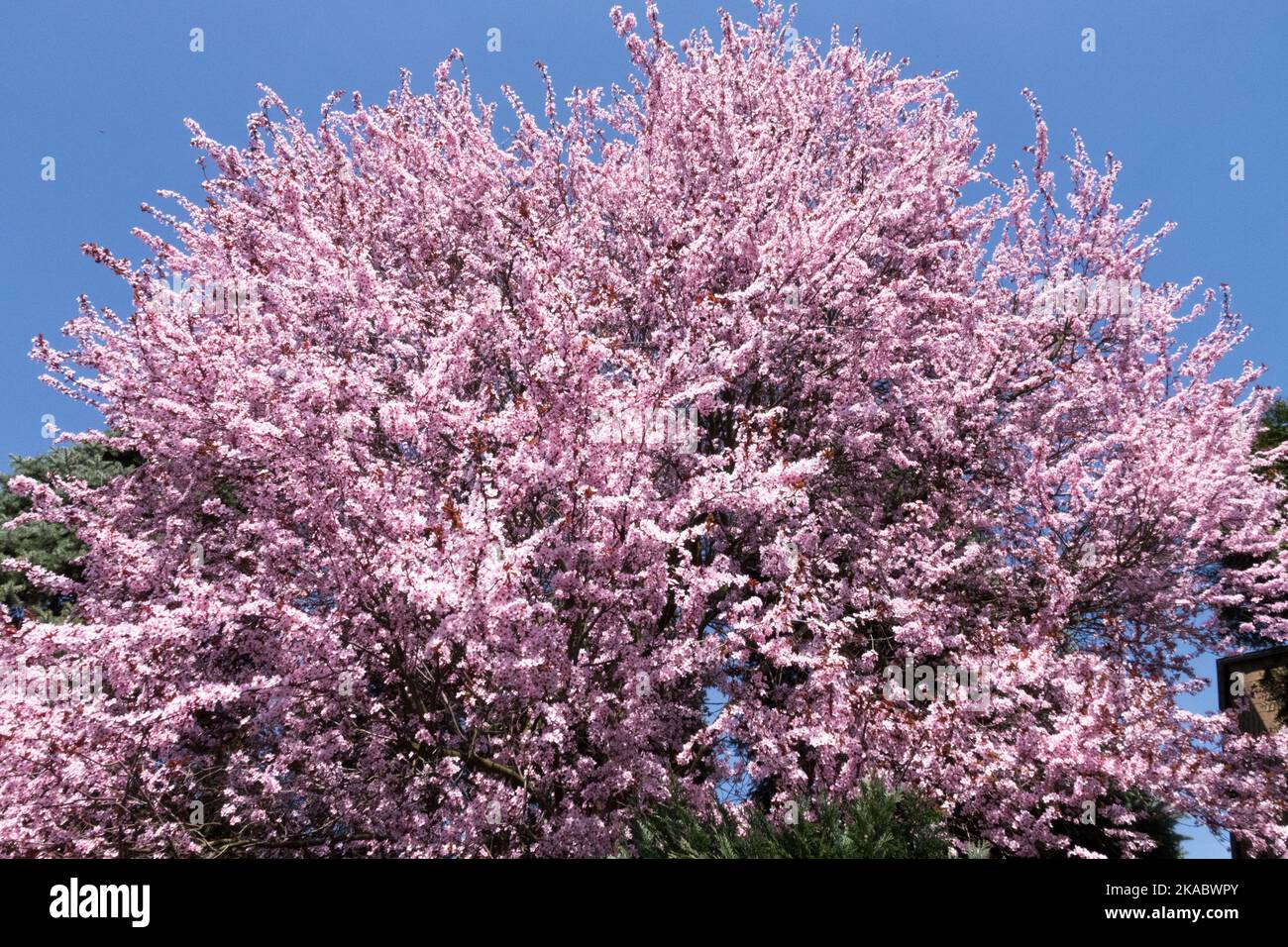 Printemps magnifique arbre rose Prunus cerasifera 'Nigra' Cherry Plum, fleurs de printemps fleurissant ciel bleu Banque D'Images