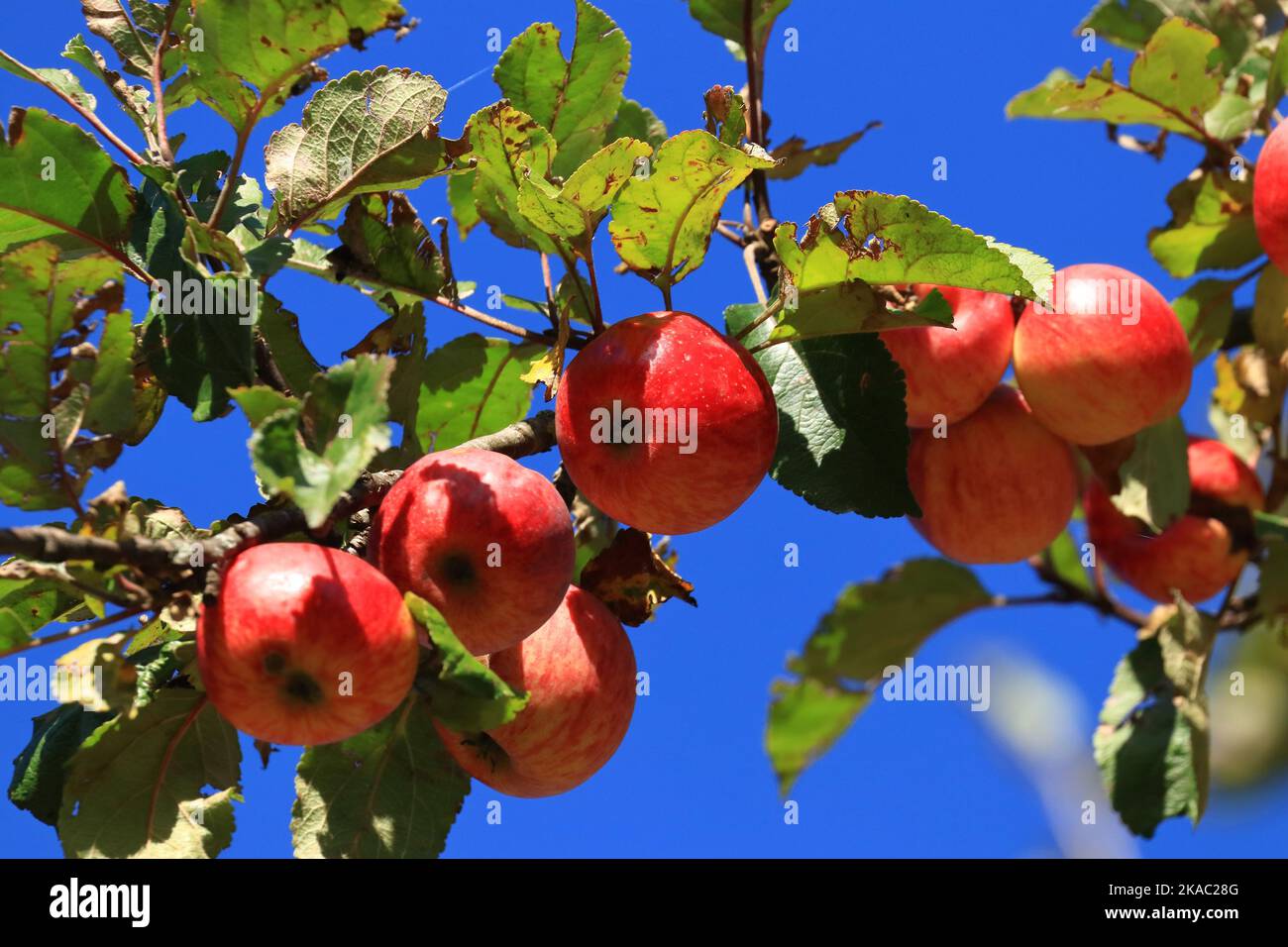 Pommes rouges sur l'arbre en automne ensoleillé, ciel bleu en arrière-plan Banque D'Images